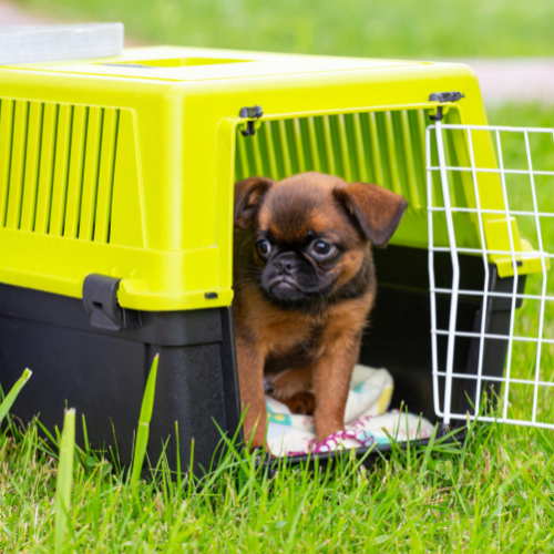 Kennel, Crate, & Gates